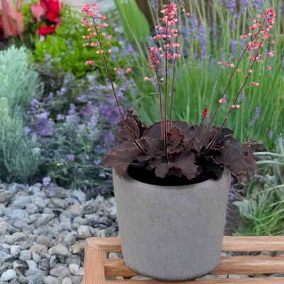 Heuchera LITTLE CUTIES™ 'Coco Loco'