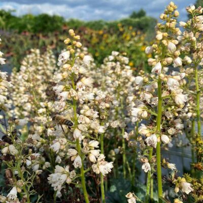 Heuchera 'Paris White' Heuchera 'Paris White'