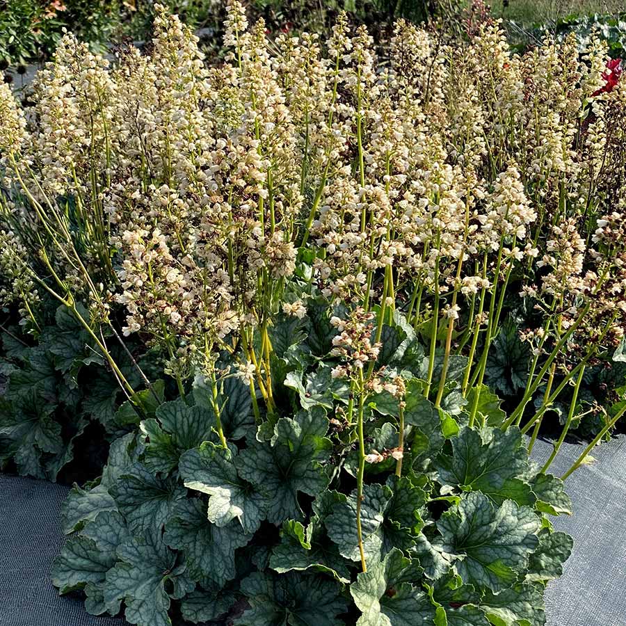 Heuchera 'Paris White' Heuchera 'Paris White'