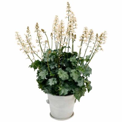 Heuchera 'Paris White' Heuchera 'Paris White'