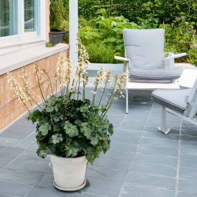 Heuchera 'Paris White' Heuchera 'Paris White'