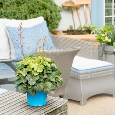 Heuchera 'Sea Glass'