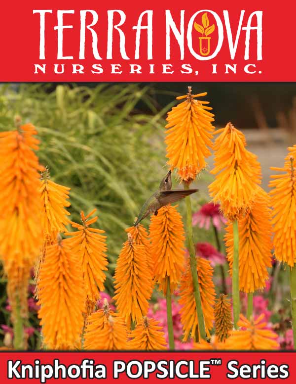 Kniphofia POPSICLE™ Series