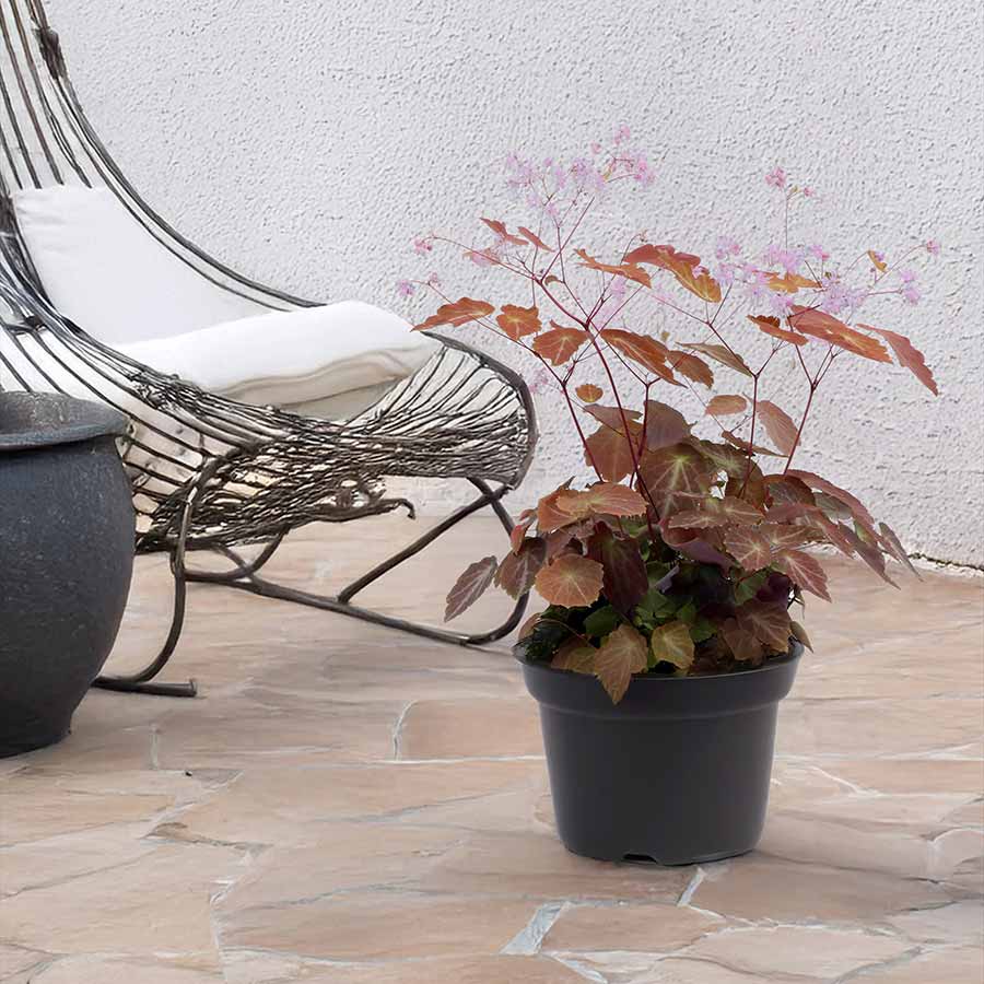 Thalictrum NOVA® 'Star' Thalictrum NOVA® 'Star'