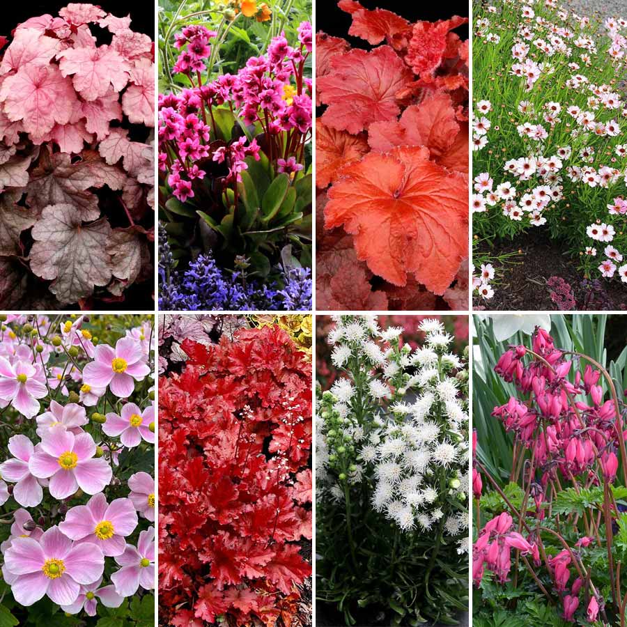 10 TERRA NOVA® Plants in Perfect Valentine’s Day Shades<br />

