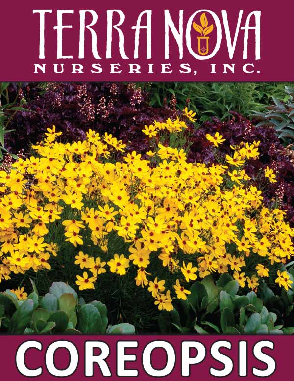Coreopsis