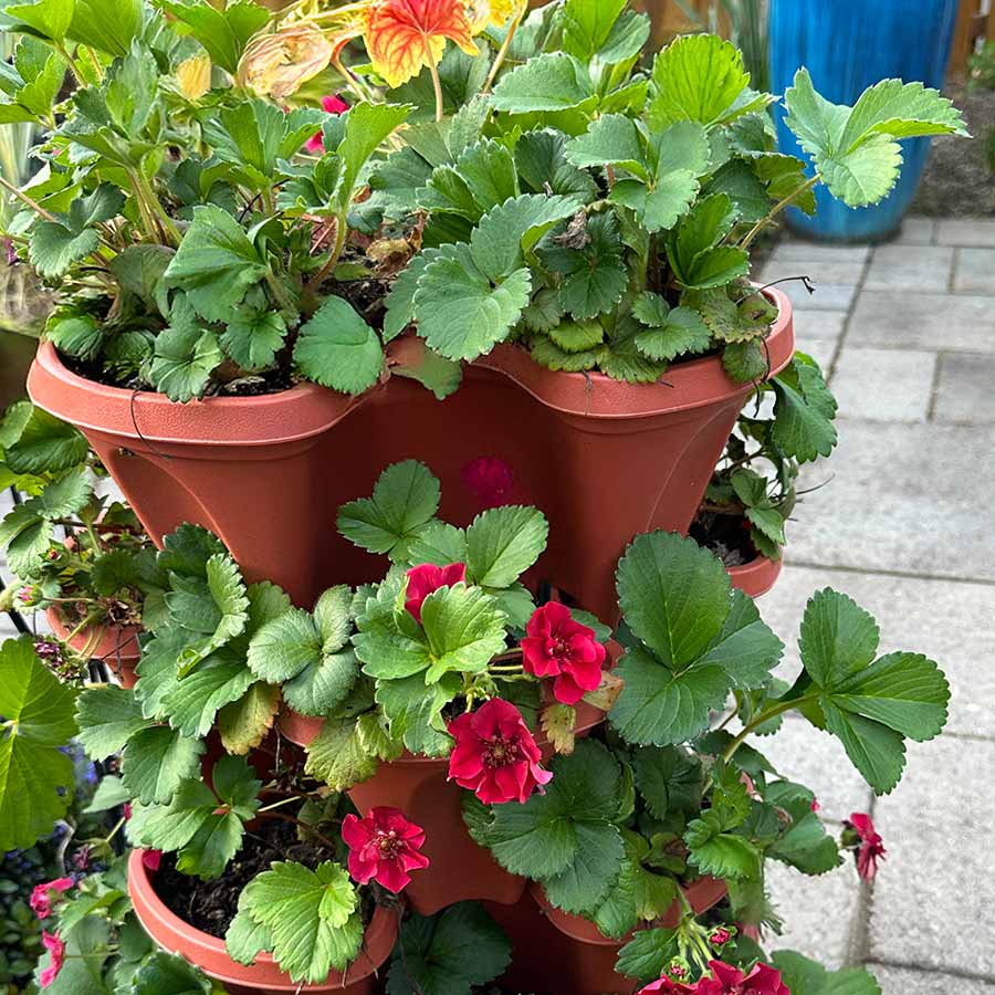 Fragaria PRETTY, TASTY™ 'Ruby'