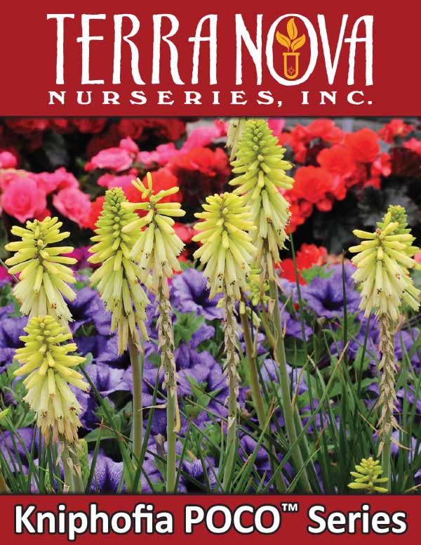 Kniphofia POCO™ Series
