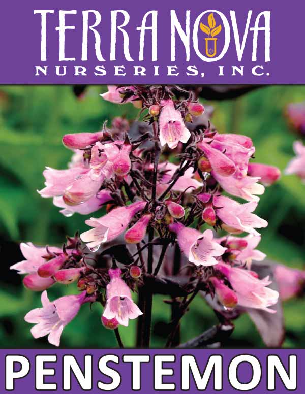 Penstemon