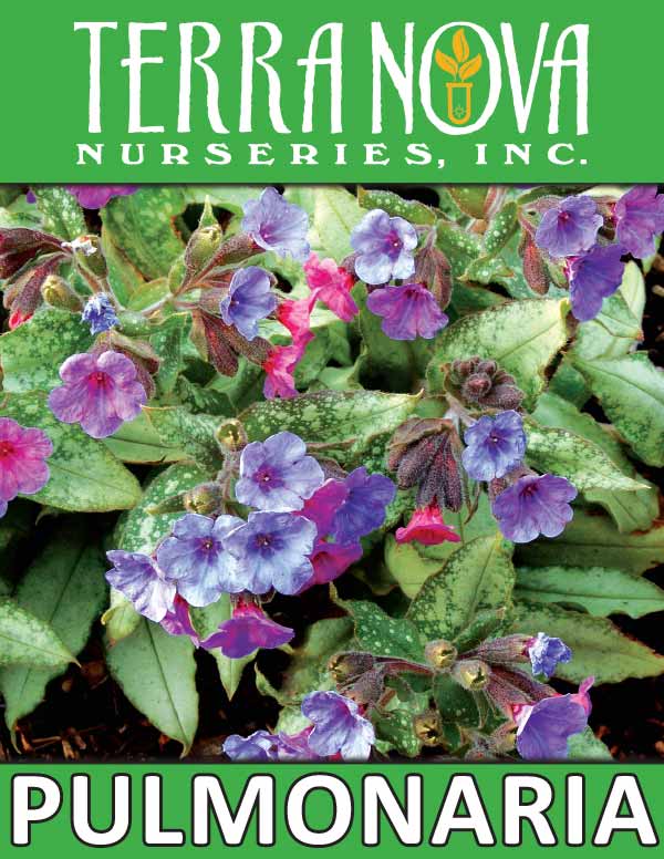 Pulmonaria