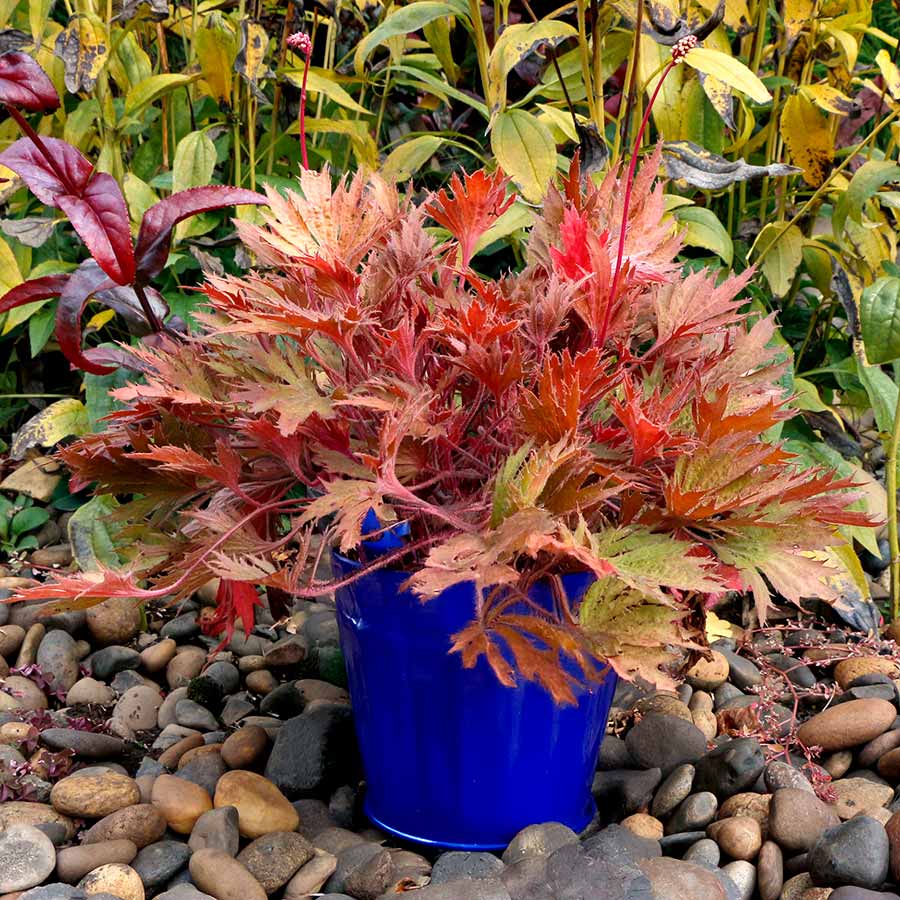 Heuchera FYRE WING™ 'Amber' Heuchera FYRE WING™ 'Amber'
