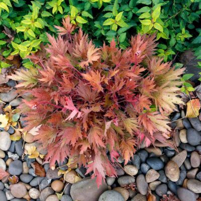 Heuchera FYRE WING™ 'Amber' Heuchera FYRE WING™ 'Amber'