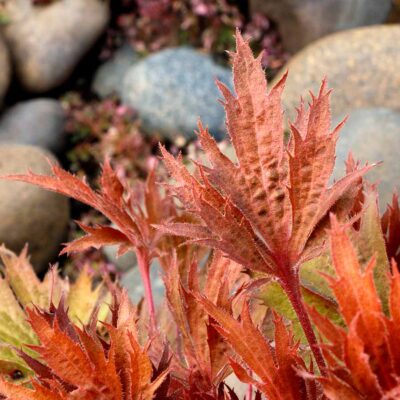 Heuchera FYRE WING™ 'Amber' Heuchera FYRE WING™ 'Amber'