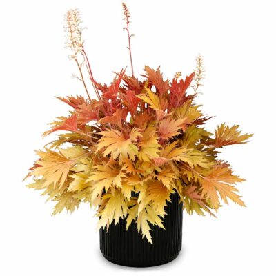Heuchera FYRE WING™ 'Amber' Heuchera FYRE WING™ 'Amber'
