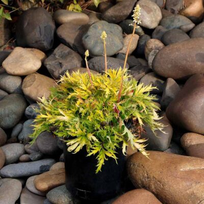 Heuchera FYRE WING™ 'Heliodor'