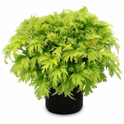 Heuchera FYRE WING™ 'Heliodor'
