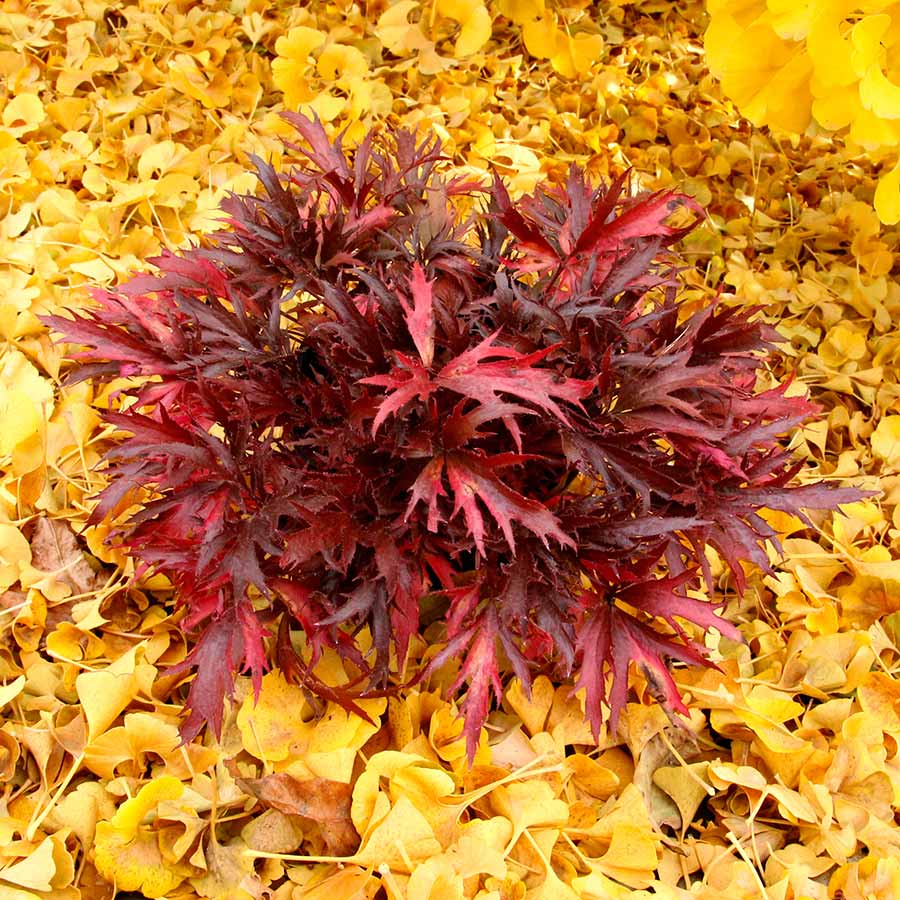 Heuchera FYRE WING™ 'Hematite'
