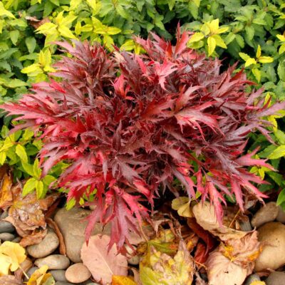 Heuchera FYRE WING™ 'Hematite'
