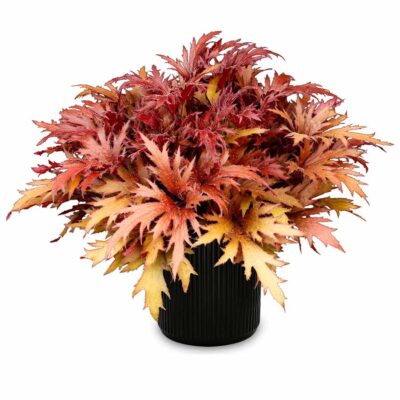 Heuchera FYRE WING™ 'Hematite'