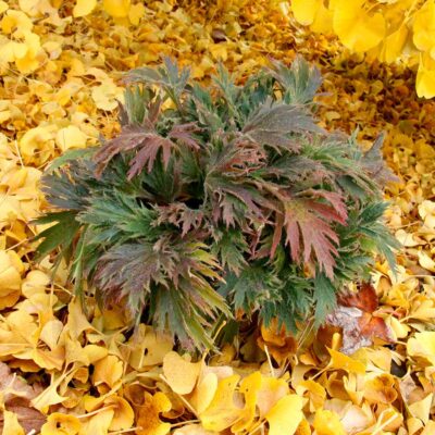 Heuchera FYRE WING™ 'Jadeite' Heuchera FYRE WING™ 'Jadeite'