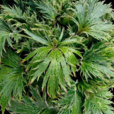 Heuchera FYRE WING™ 'Jadeite' Heuchera FYRE WING™ 'Jadeite'