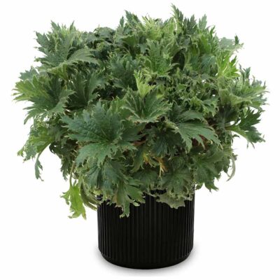 Heuchera FYRE WING™ 'Jadeite' Heuchera FYRE WING™ 'Jadeite'