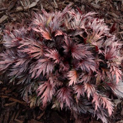 Heuchera FYRE WING™ 'Rhodonite'