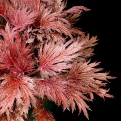 Heuchera FYRE WING™ 'Rhodonite'