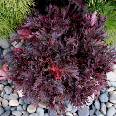 Heuchera FYRE WING™ 'Spinel' Heuchera FYRE WING™ 'Spinel'