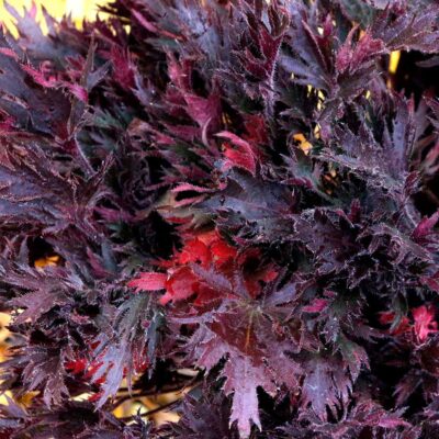 Heuchera FYRE WING™ 'Spinel' Heuchera FYRE WING™ 'Spinel'