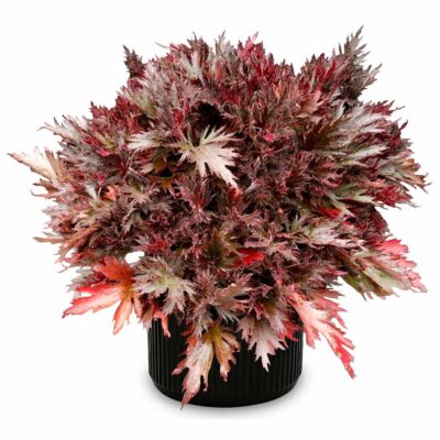 Heuchera FYRE WING™ 'Spinel' Heuchera FYRE WING™ 'Spinel'