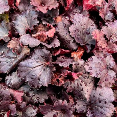 Heuchera LITTLE CUTIES™ 'Coco Loco'