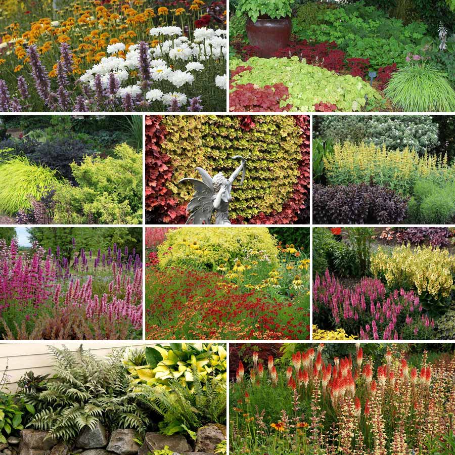 Planning the Garden: Using Color Theory
