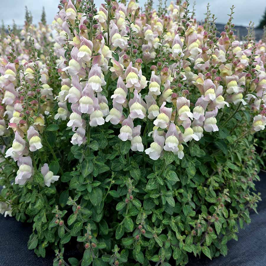 Antirrhinum REVELATION® 'Blush' Antirrhinum REVELATION® 'Blush'