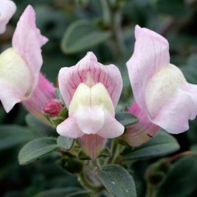 Antirrhinum REVELATION® 'Blush' Antirrhinum REVELATION® 'Blush'
