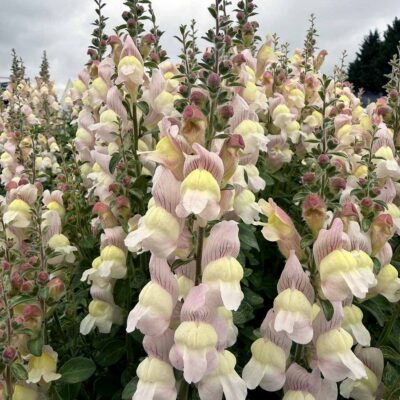 Antirrhinum REVELATION® 'Blush' Antirrhinum REVELATION® 'Blush'