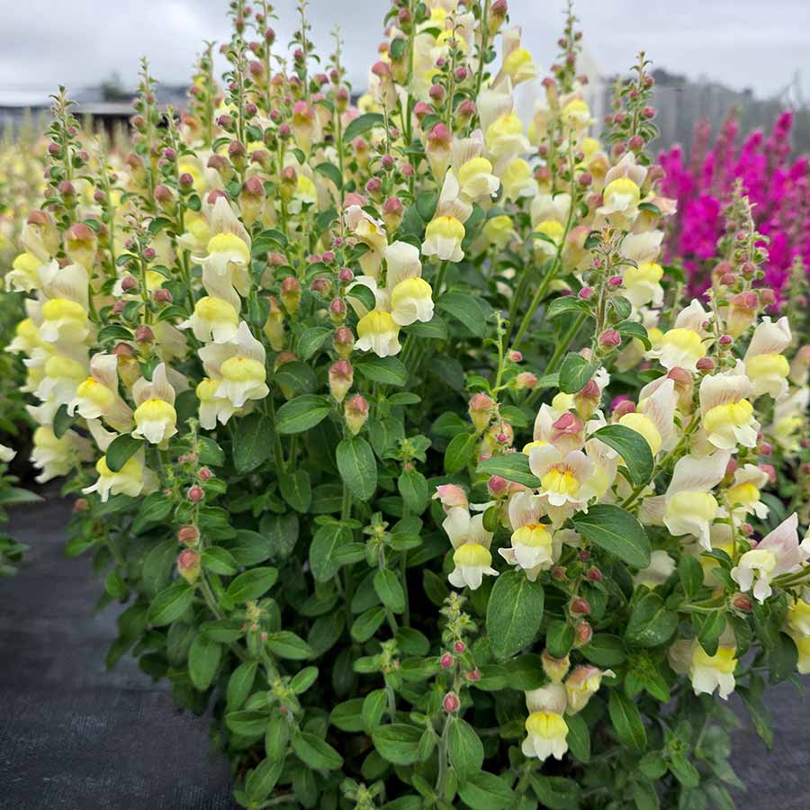 Antirrhinum REVELATION® 'Cream' Antirrhinum REVELATION® 'Cream'