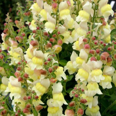 Antirrhinum REVELATION® 'Cream' Antirrhinum REVELATION® 'Cream'