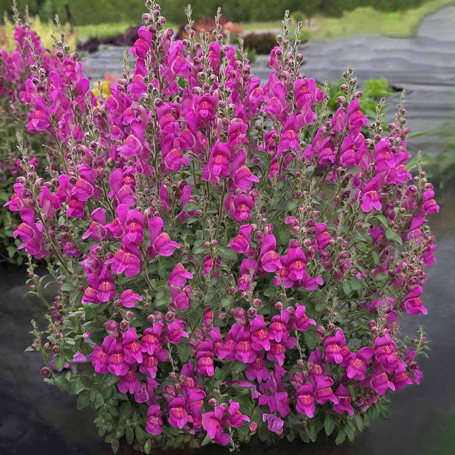 Antirrhinum REVELATION® 'Fuchsia' Antirrhinum REVELATION® 'Fuchsia'