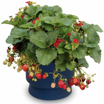 Fragaria PRETTY, TASTY™ 'Ruby'