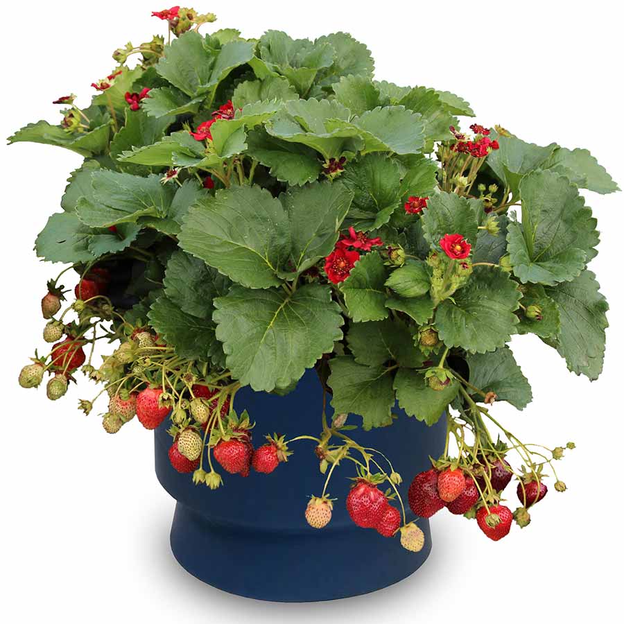 Fragaria PRETTY, TASTY™ 'Ruby'