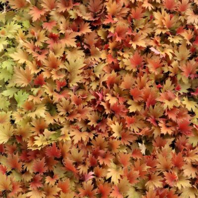 Heuchera FYRE WING™ 'Amber' Heuchera FYRE WING™ 'Amber'
