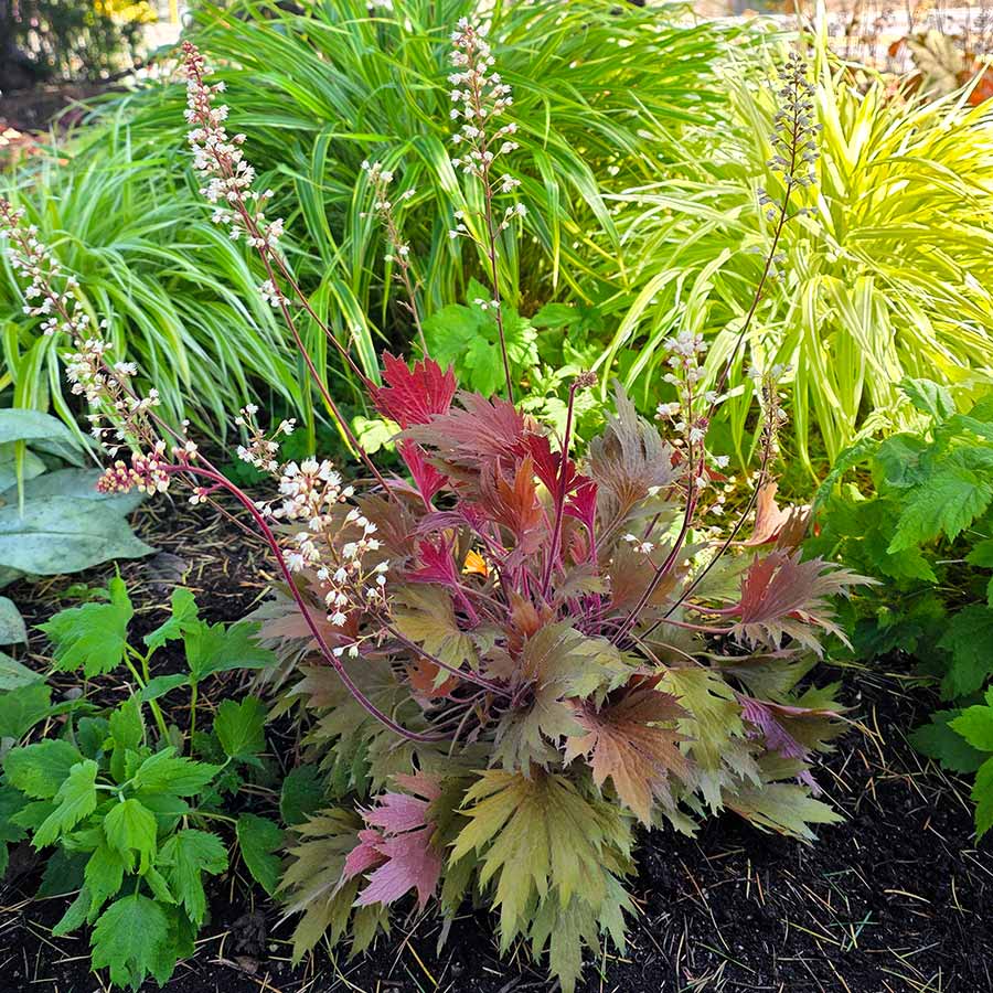 Heuchera FYRE WING™ 'Amber'