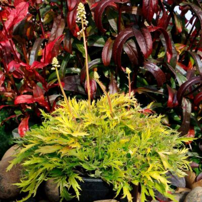 Heuchera FYRE WING™ 'Heliodor'
