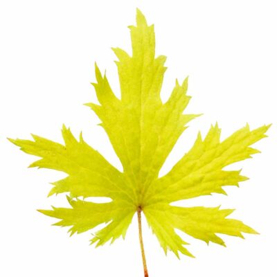 Heuchera FYRE WING™ 'Heliodor'
