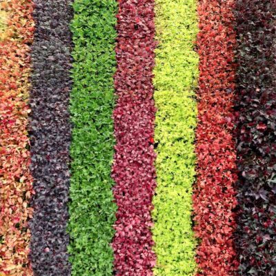 Heuchera FYRE WING™ 'Heliodor'