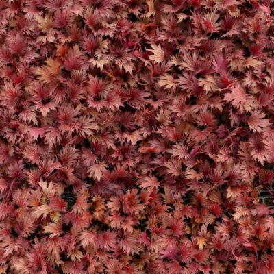 Heuchera FYRE WING™ 'Hematite'