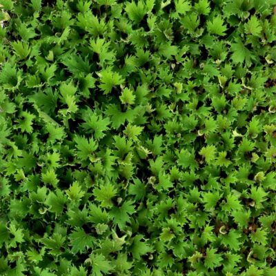 Heuchera FYRE WING™ 'Jadeite' Heuchera FYRE WING™ 'Jadeite'