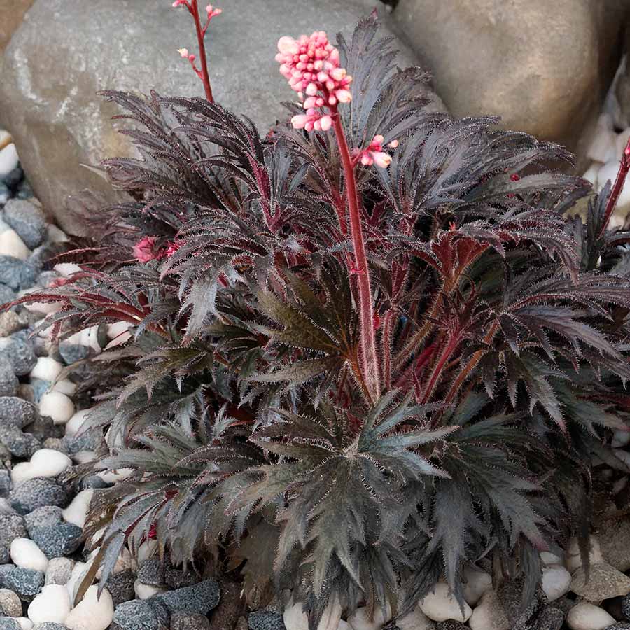 Heuchera FYRE WING™ 'Jet'