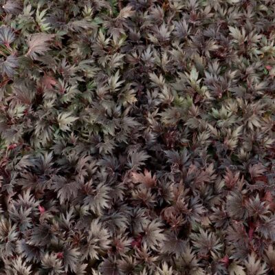 Heuchera FYRE WING™ 'Jet' Heuchera FYRE WING™ 'Jet'
